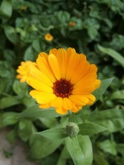 orange flower in the garden