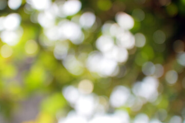 Defocused background of green trees