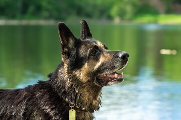 Training of the Eastern European Shepherd dog on the lake shore with aport