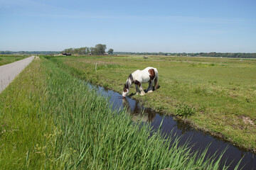 Dutch pasturelandscape. Gypsy Vanner's horse in the meadow, drinking water from the ditch. Near the...