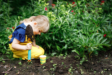 Little preschool girl planting seedlings of sunflowers in domestic garden. Toddler child learn...