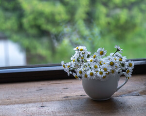 chamomile flowers in a cup on the windowsill