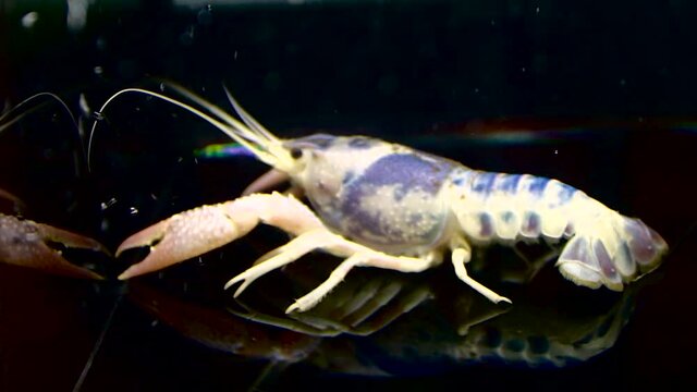crayfish in the aquarium tank, selective focus