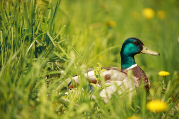 Duck on green grass