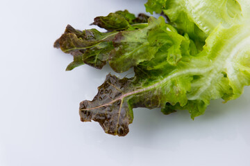 Close up Red Oak on white