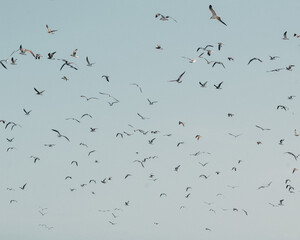 flock of seagulls