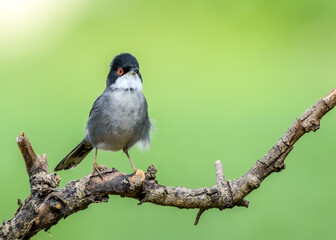Sardinian Warbler (Sylvia melanocephala) perched upright posture on old withered tree branch