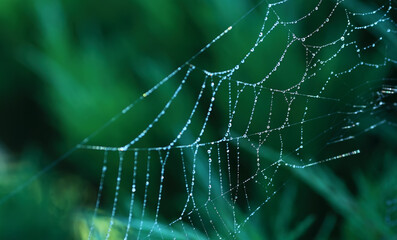 Close up of a spider in nature. Amazing nature. Close up of a spider making web. Macro photography of nature.