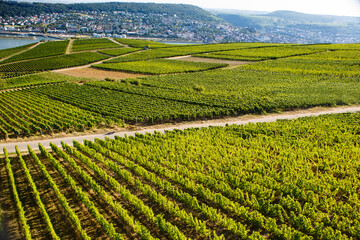 Fototapeta na wymiar Famous Rheingau vineyards region in late summer in Germany, green hills on sunny day. Famous vineyard region near Mosel and Rhine in Germany. Making of delicious red wine.