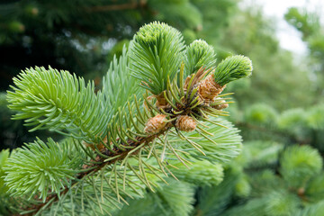 Coniferous branches and small buds evergreen tree close-up macrophoto