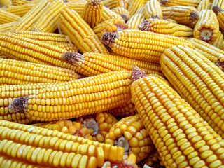 A bunch of ripe yellow corn cobs, close up photo, soft and blurred