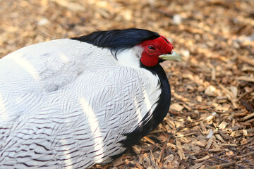 Silver pheasant, a group of hens, resting on the ground