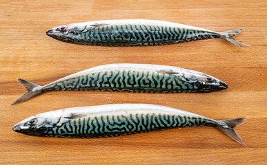 Mackerel fish in studio