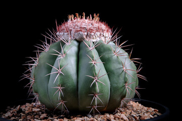 studio shot of melocactus against dark background