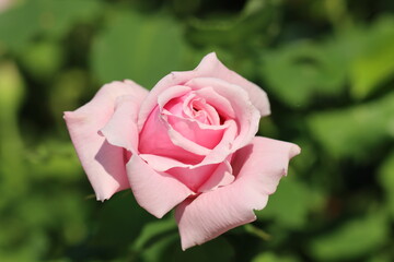 pink rose in the garden