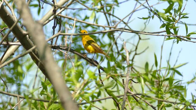 yellow warbler performs body cleaning while perched on the branch. American yellow warbler, Setophaga genius