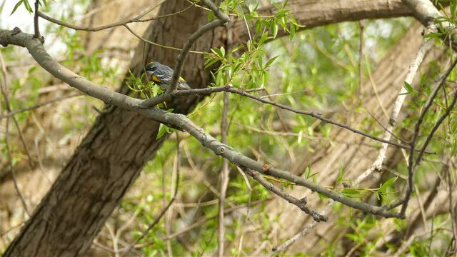 Yellow rumped warbler (Setophaga coronata) on a branch in the Canadian woods