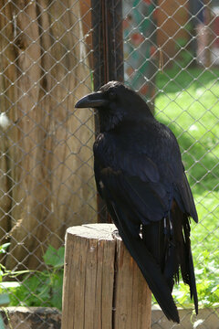 A huge black crow sits on a tree stump in the zoo