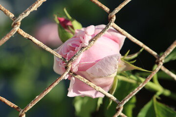 pink rose in the garden