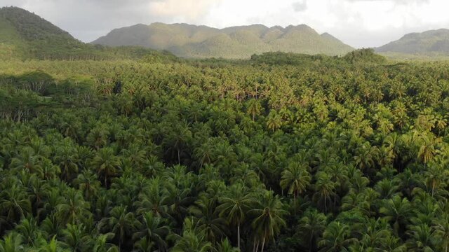 Aerial shot, dolly zoom effect of the rainforest panorama with hills in the background, during sunset. Great moment of pure nature, Siargao Islands in the Philippines