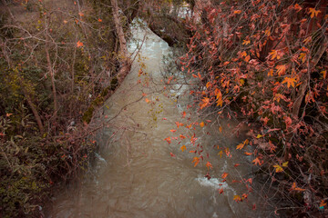 autumn leaves in the forest