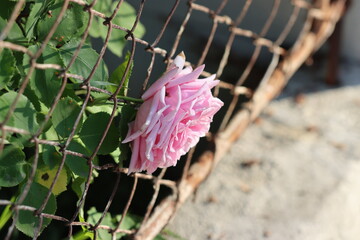 pink rose in the garden