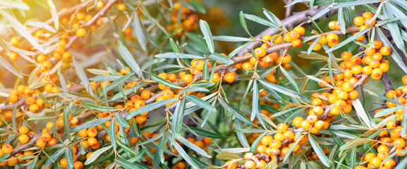 Naklejka na ściany i meble Branch of ripe sea buckthorn berries. Autumn and summer background. Banner