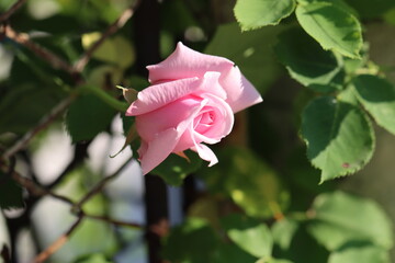 pink rose in the garden