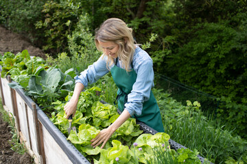 pretty blonde young woman harvesting fresh lettuce from raised bed, vegetable patch in garden and...