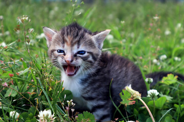Small meowing gray kitten on the lawn, close-up