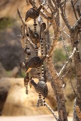 Bushmen Tribe San People. Primitive people living in the Kalahari Desert, Namibia.