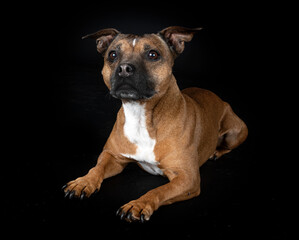 staffordshire bull terrier