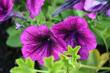 pink rose in the garden