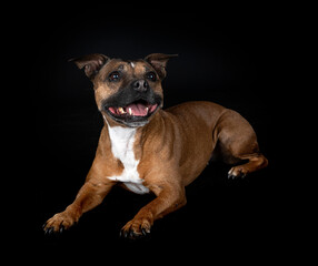staffordshire bull terrier