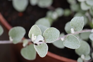 pink rose in the garden