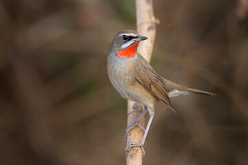 Siberian Rubythroat, Red-necked Nightingale bird