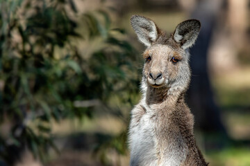 Eastern Grey Kangaroo (Macropus giganteus) © Andrew