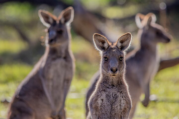 Eastern Grey Kangaroo (Macropus giganteus)