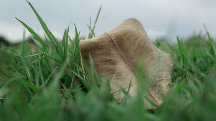 grass in the sand