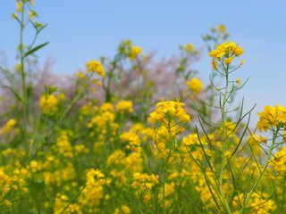 Obraz premium field of yellow flowers