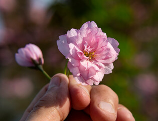 Beautiful blooming sakura branches in sunny light. Pink sakura flowers on tree in springtime