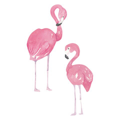 Watercolor pink flamingo on white background