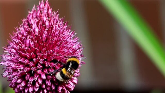 bumble bee macro on beautiful pink flower
