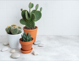 Cactuses and succulent plant in  pots on the table