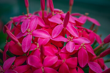 Macro photo of pink spike flowers