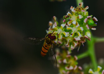 Bee Mango Flower Pollination Arambagh Hooghly West Bengal