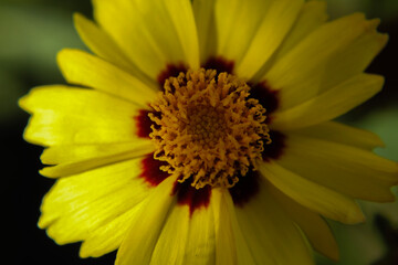 Lance tickseed in bloom during spring. This is a wild flower native to the mid western United States