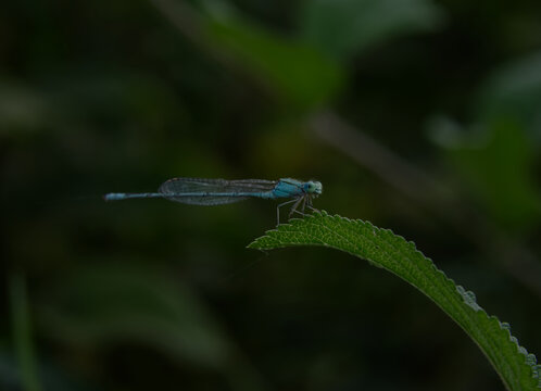 Damse Fly Damodar River Bank Tarakeswar Arambagh Hooghly West Bengal