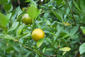 Green orange hanging on the tree with a natural background