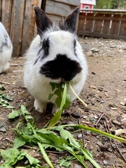 rabbit in the grass